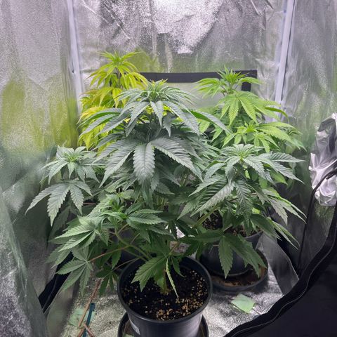 Nummer 4 growlog timeline photo