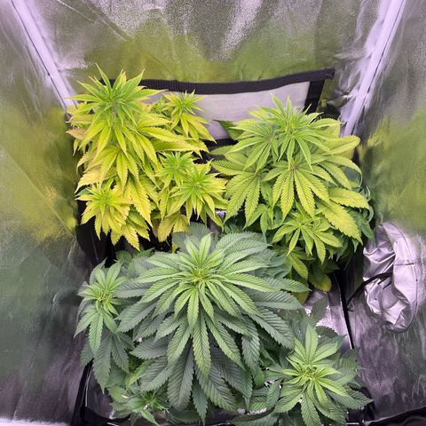 Nummer 4 growlog timeline photo