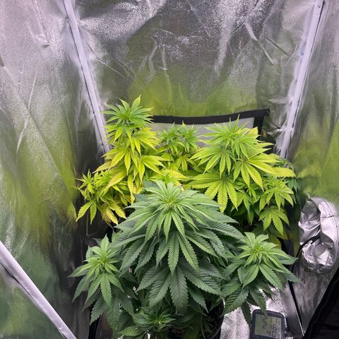Nummer 4 growlog timeline photo