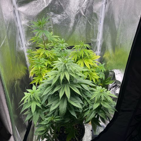 Nummer 4 growlog timeline photo