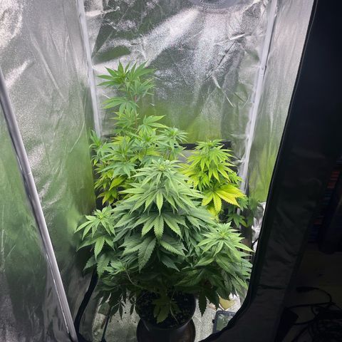 Nummer 4 growlog timeline photo