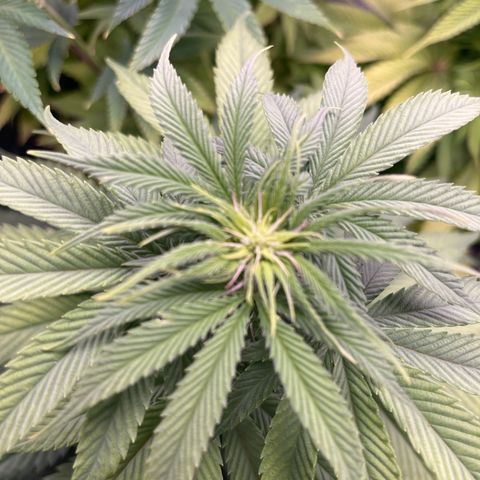Nummer 4 growlog timeline photo