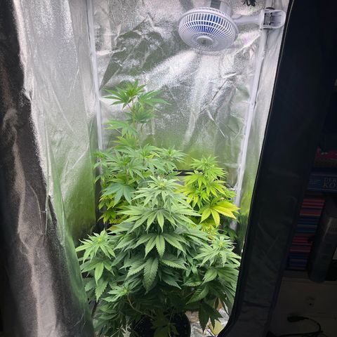 Nummer 4 growlog timeline photo