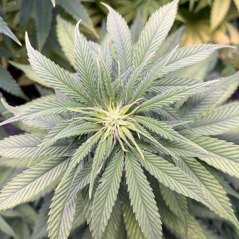 Nummer 4 growlog timeline photo