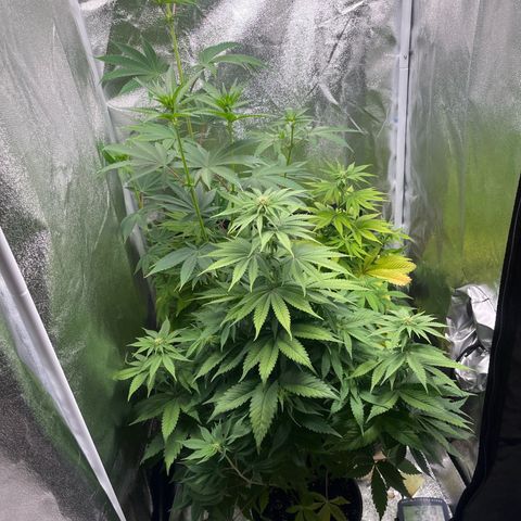 Nummer 4 growlog timeline photo