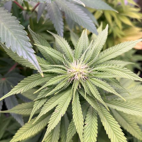 Nummer 4 growlog timeline photo