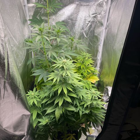 Nummer 4 growlog timeline photo