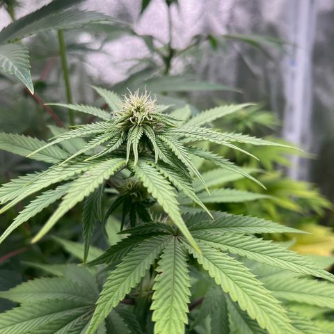 Nummer 4 growlog timeline photo