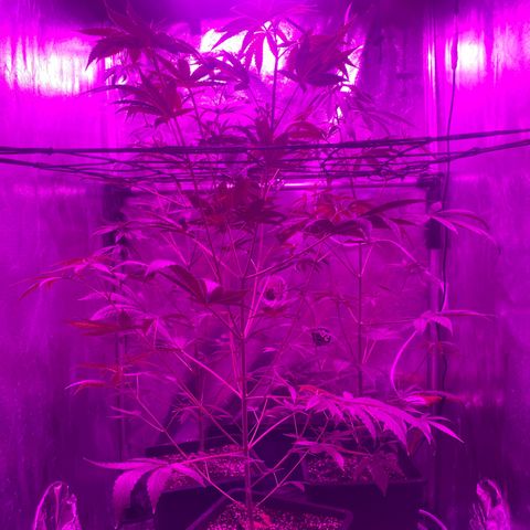 Mother Gorilla (Formerly Royal Madre) -RQS growlog timeline photo