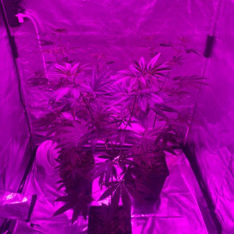 Mother Gorilla (Formerly Royal Madre) -RQS growlog timeline photo