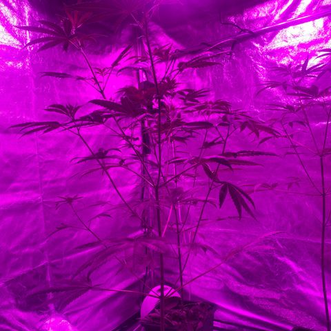 Mother Gorilla (Formerly Royal Madre) -RQS growlog timeline photo