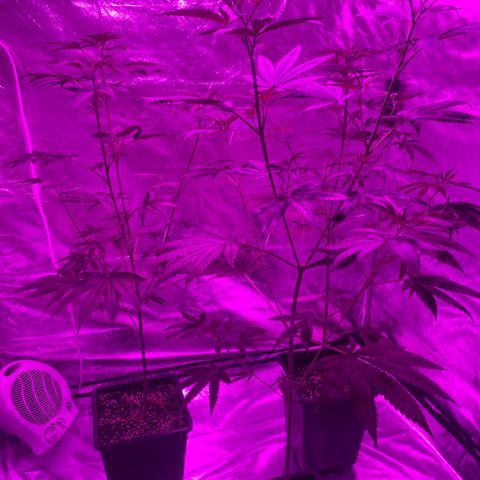 Mother Gorilla (Formerly Royal Madre) -RQS growlog photo: Poda Lolli