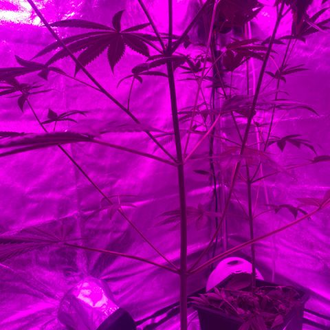 Mother Gorilla (Formerly Royal Madre) -RQS growlog timeline photo