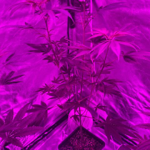 Mother Gorilla (Formerly Royal Madre) -RQS growlog timeline photo