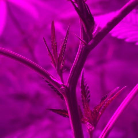Mother Gorilla (Formerly Royal Madre) -RQS growlog photo: Floração. Pistilos