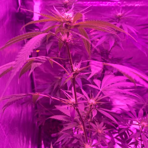Mother Gorilla (Formerly Royal Madre) -RQS growlog timeline photo