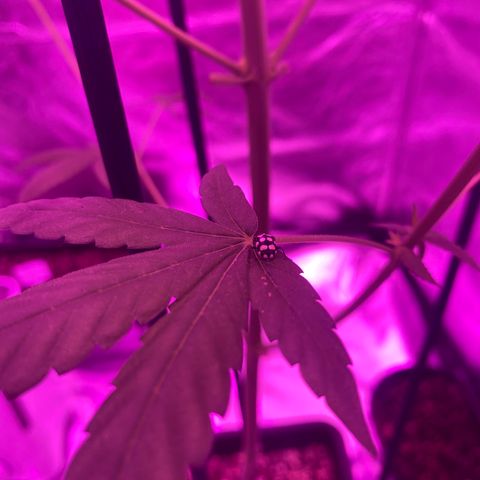 Mother Gorilla (Formerly Royal Madre) -RQS growlog photo: Repelente natural xD