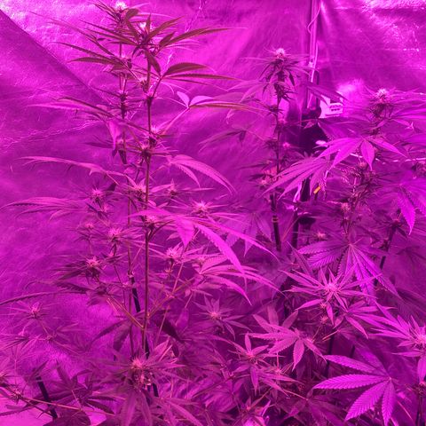 Mother Gorilla (Formerly Royal Madre) -RQS growlog photo: Floração saudável 