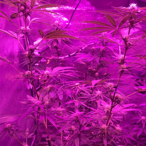 Mother Gorilla (Formerly Royal Madre) -RQS growlog photo: Registro de flores 