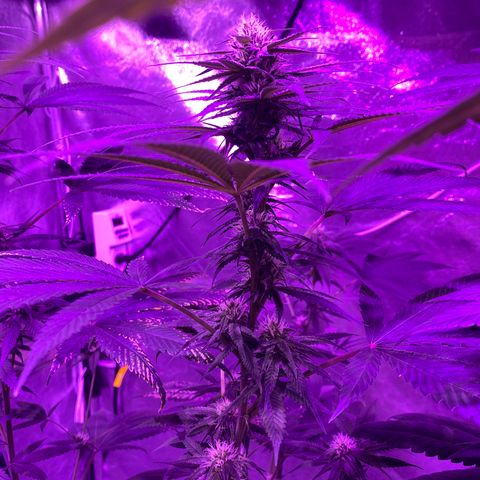 Mother Gorilla (Formerly Royal Madre) -RQS growlog timeline photo