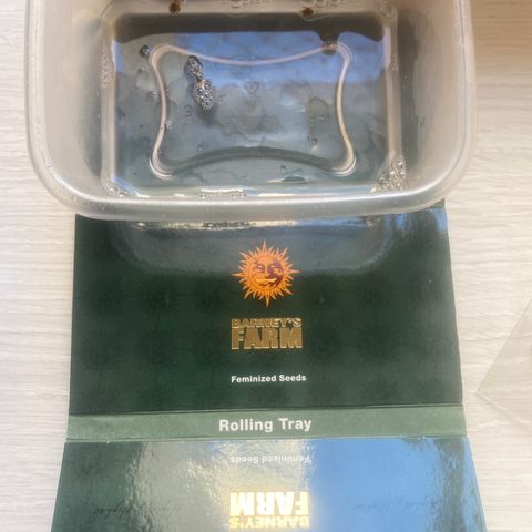 Mimosa x Orange Punch  growlog photo
