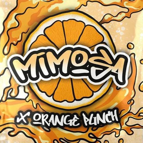Mimosa x Orange Punch growlog in Plantando em Pânico