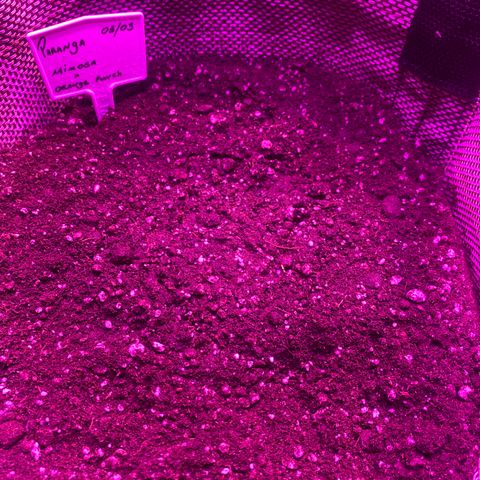 Mimosa x Orange Punch  growlog photo