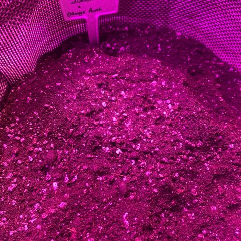 Mimosa x Orange Punch  growlog photo: Transplante para o vaso. Geminação direto no solo 