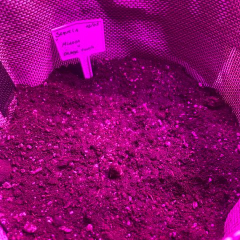 Mimosa x Orange Punch  growlog photo: Transplante para o vaso. Geminação direto no solo 
