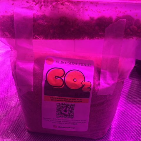 Mimosa x Orange Punch  growlog photo