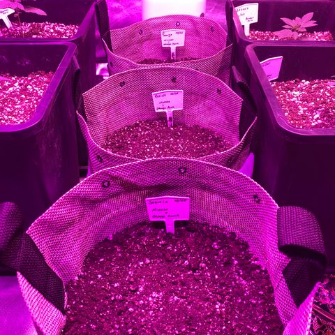Mimosa x Orange Punch  growlog timeline photo