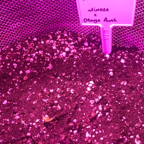Mimosa x Orange Punch  growlog photo: Primeiros sinais de vida. Ainda falta o paranga sair pra vida. 