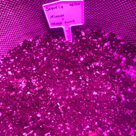 Mimosa x Orange Punch  growlog photo: Primeiros sinais de vida. Ainda falta o paranga sair pra vida. 