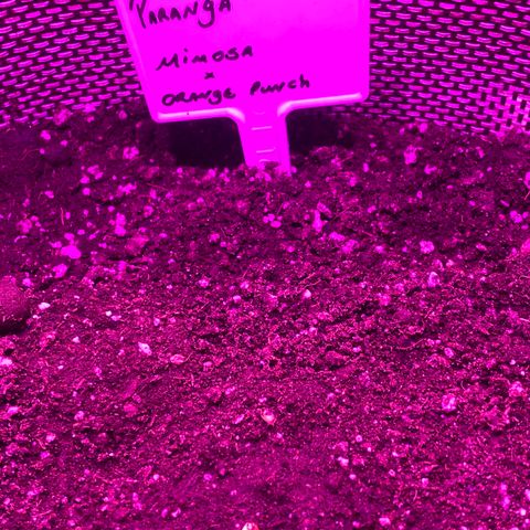 Mimosa x Orange Punch  growlog photo: Paranga dando sinais de vida 