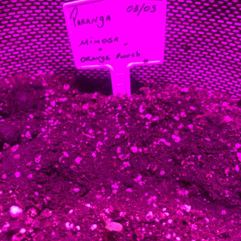 Mimosa x Orange Punch  growlog timeline photo