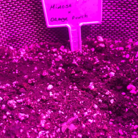 Mimosa x Orange Punch  growlog timeline photo