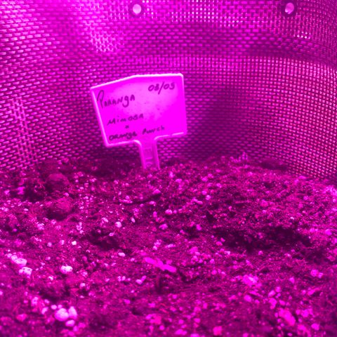 Mimosa x Orange Punch  growlog timeline photo