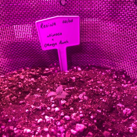 Mimosa x Orange Punch  growlog timeline photo