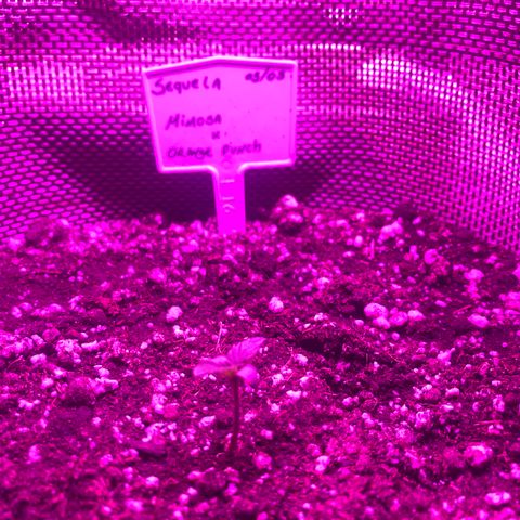 Mimosa x Orange Punch  growlog timeline photo
