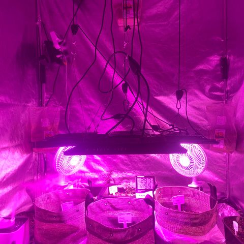 Mimosa x Orange Punch  growlog photo: 3 CO2 bags. Ambiente controlado e agradável 