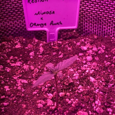 Mimosa x Orange Punch  growlog timeline photo