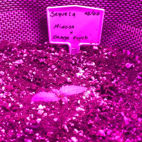 Mimosa x Orange Punch  growlog timeline photo