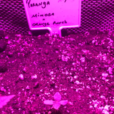Mimosa x Orange Punch  growlog timeline photo