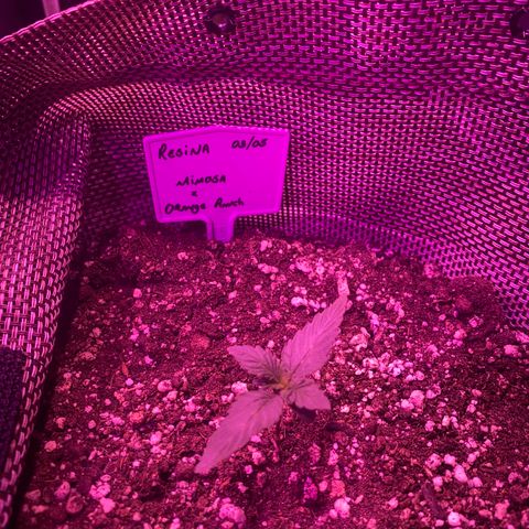Mimosa x Orange Punch  growlog timeline photo