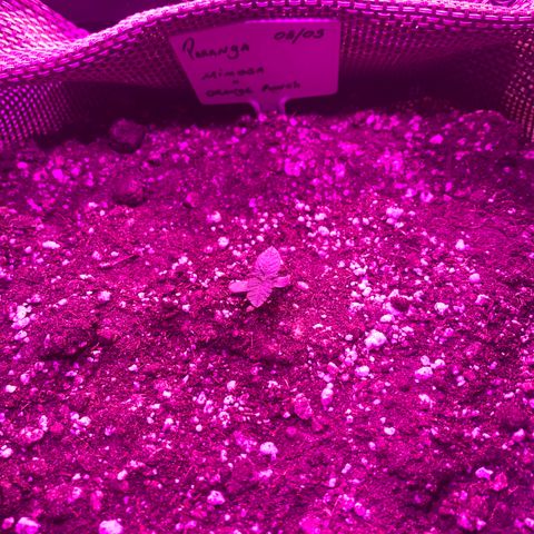 Mimosa x Orange Punch  growlog timeline photo