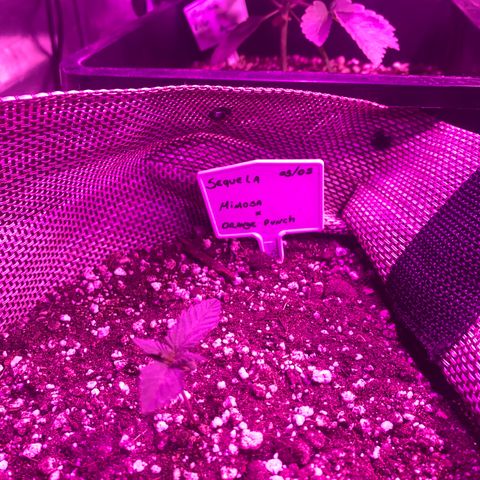 Mimosa x Orange Punch  growlog timeline photo