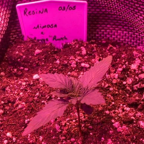 Mimosa x Orange Punch  growlog timeline photo