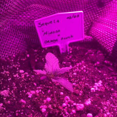 Mimosa x Orange Punch  growlog timeline photo