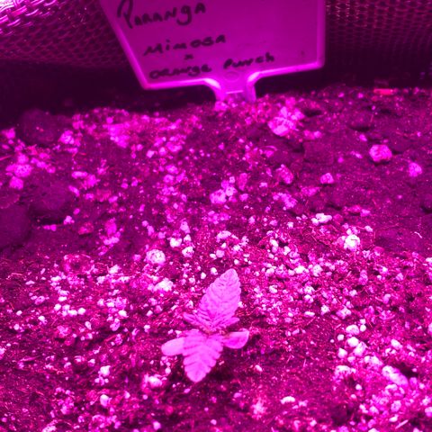Mimosa x Orange Punch  growlog timeline photo