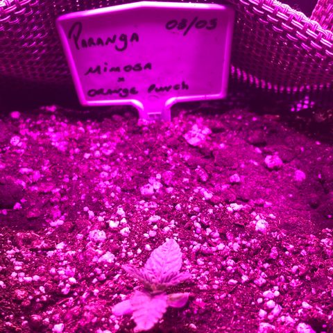 Mimosa x Orange Punch  growlog timeline photo